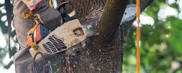 How Our Tree Care Process Works  in  Bel Air North, MD