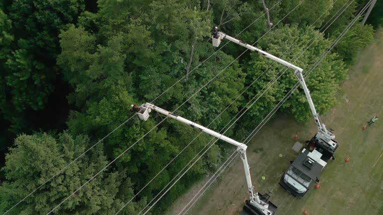 Best Commercial Tree Services  in Bel Air North, MD